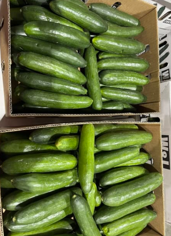 Lebanese cucumber 10kg Bag